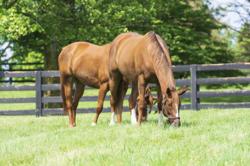 Iron in the Equine Diet