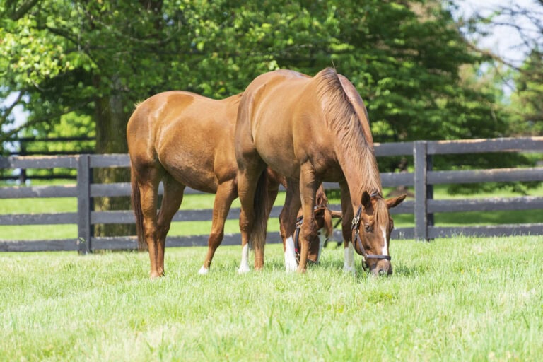 Iron in the Equine Diet