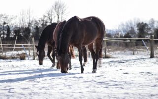 Winter Pasture Grazing for Horses