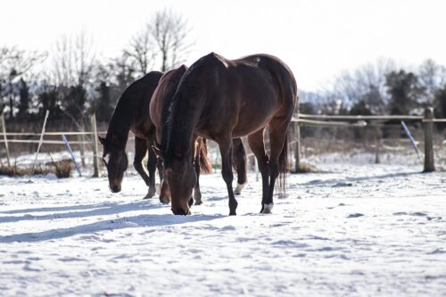 Winter Pasture Grazing for Horses