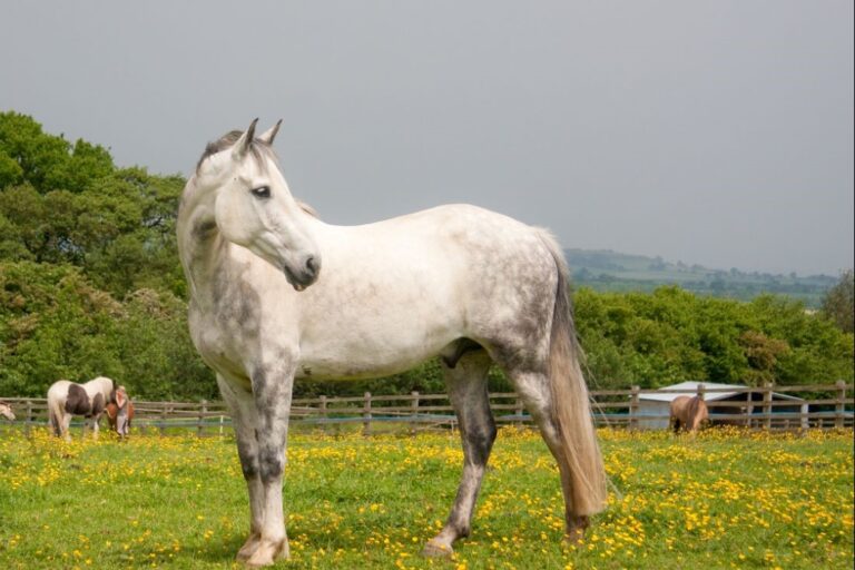 Buttercup Toxicity in Horses