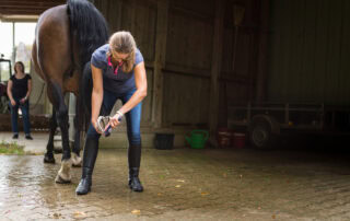 Canker in Horses