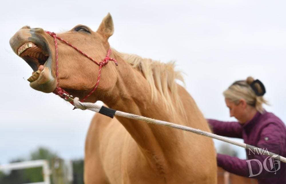 Kelsey Griffing - Equine Massage Therapist