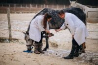 Keratomas in Horses: Lameness Causing Foot Tumours