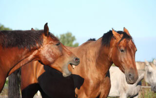 Moody Mare Temperament