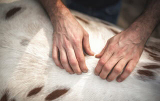 Sacroiliac Pain in Horses