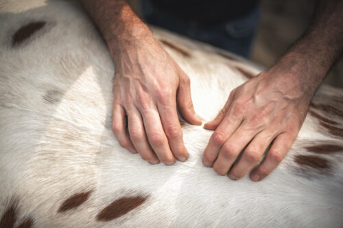 Sacroiliac Pain in Horses