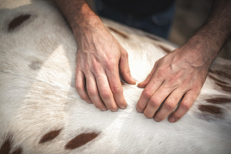 Sacroiliac Pain in Horses