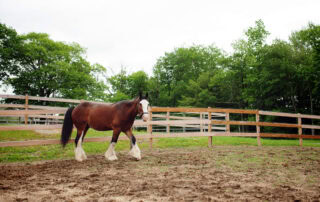 Scratches in Horses