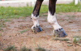 Sesamoiditis in Horses