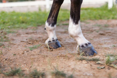 Sesamoiditis in Horses