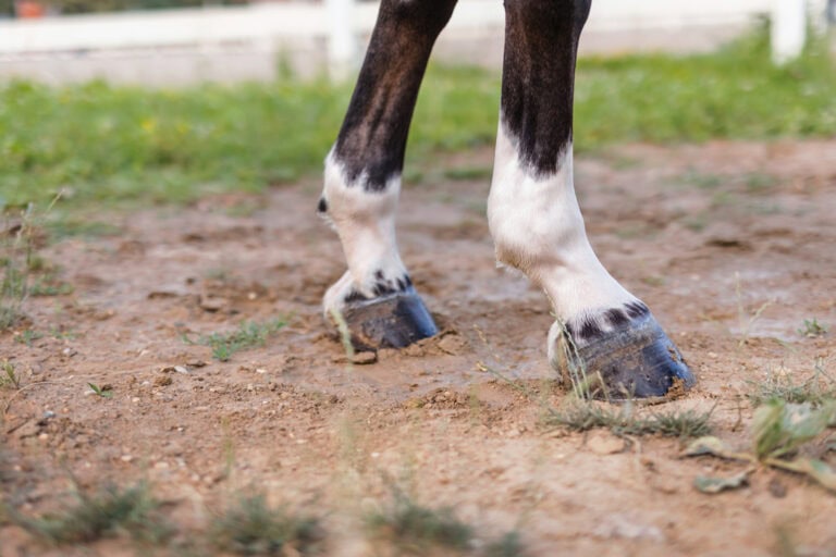 Sesamoiditis in Horses