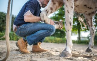 Sidebone in Horses