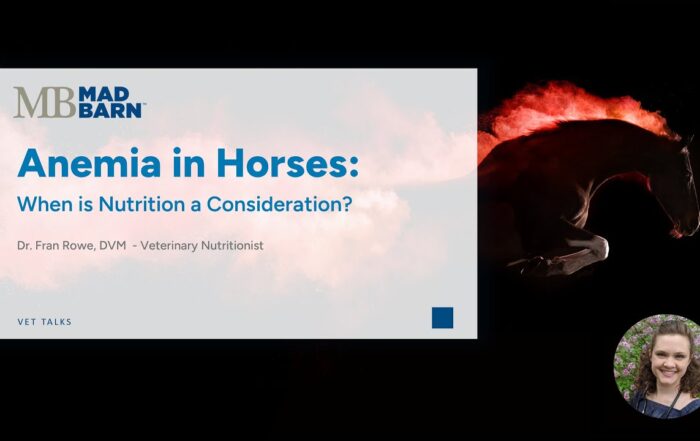 Anemia in Horses – When is Nutrition a Consideration? – [Vet Talk]