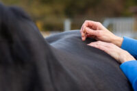 Acupuncture in Horses: Acupoints, Benefits & Side Effects