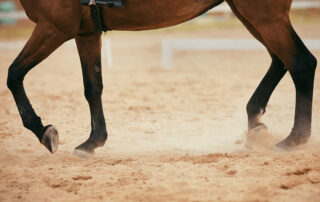Bisphosphonates in Horses