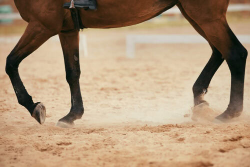 Bisphosphonates in Horses