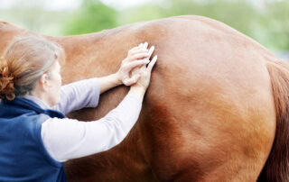 Chiropractic Care for Horses