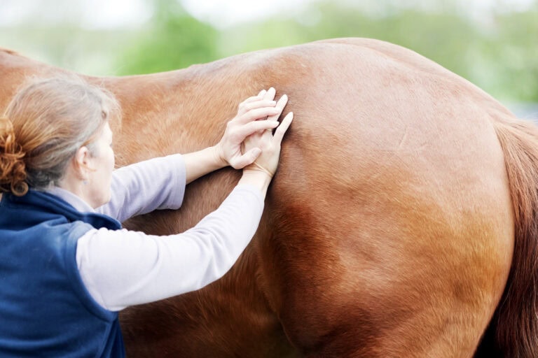 Chiropractic Care for Horses