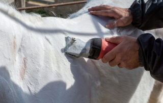 Clipping Horses for Beginners