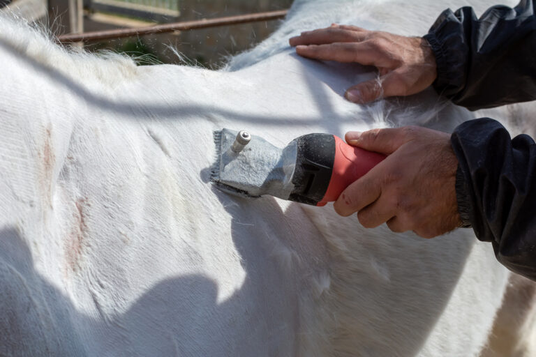 Clipping Horses for Beginners