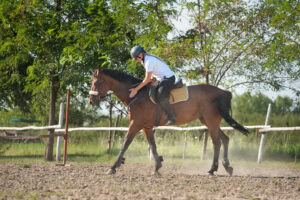 Exertional Rhabdomyolysis in Horses: Causes, Symptoms & Treatment