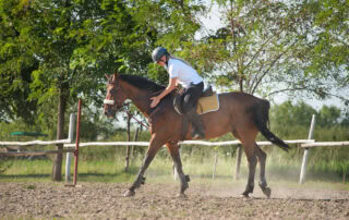Exertional Rhabdomyolysis in Horses