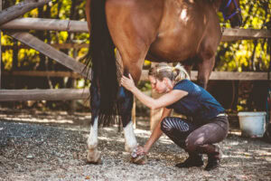 9 Ways to Reduce Swelling in Your Horse’s Legs – [How-To Guide]