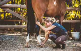 How to Reduce Swelling in Your Horses Legs