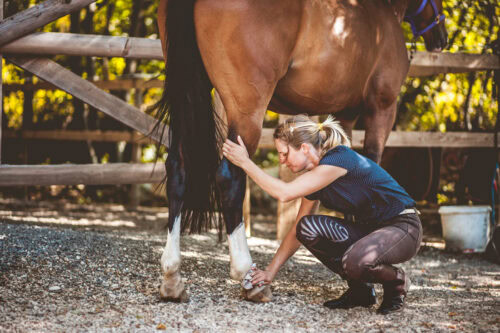 How to Reduce Swelling in Your Horses Legs