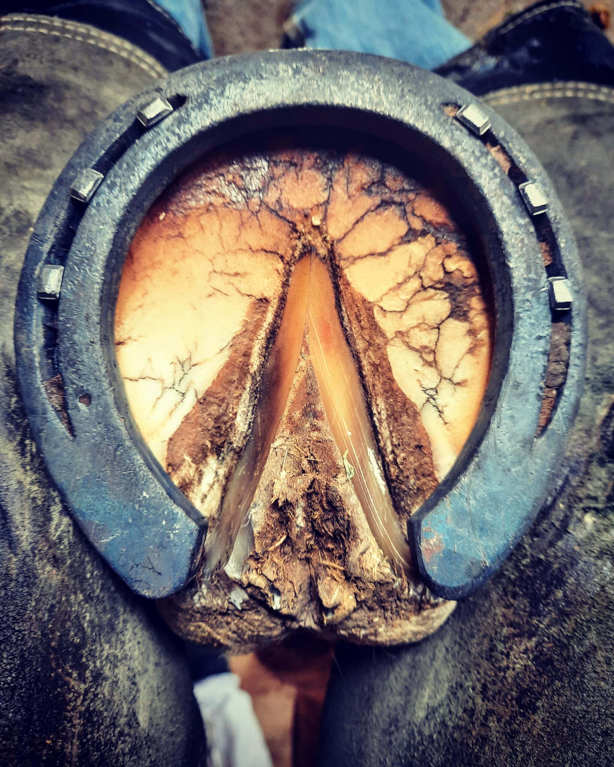 Jeremy Soronen - Farrier