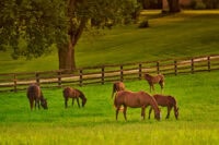 Leptospirosis in Horses: Symptoms, Diagnosis & Treatment