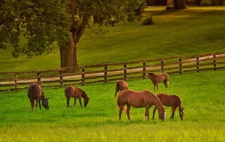 Leptospirosis in Horses