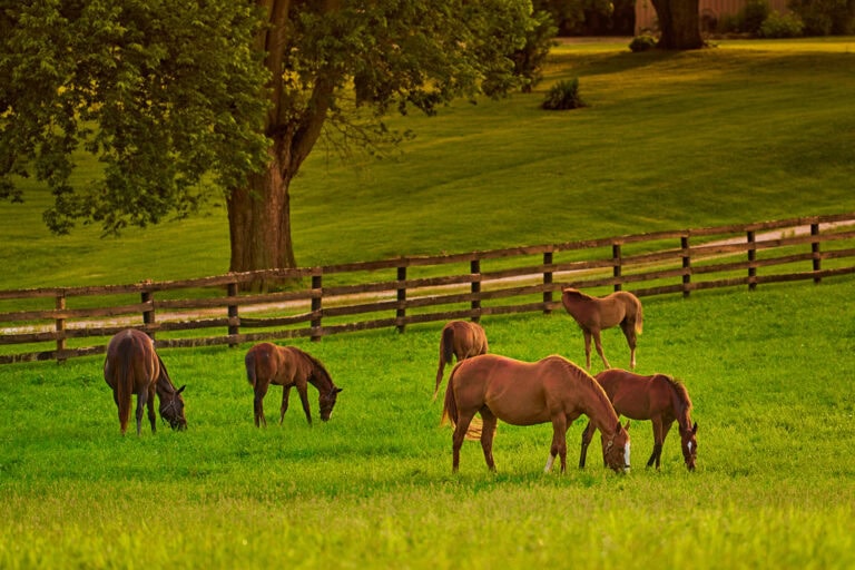 Leptospirosis in Horses