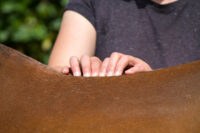 Massage Therapy in Horses: Benefits, Techniques & Trigger Points