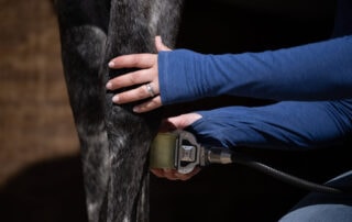 Shockwave Therapy for Horses