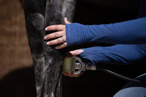 Shockwave Therapy for Horses