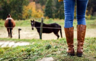 Equine Welfare Legislation