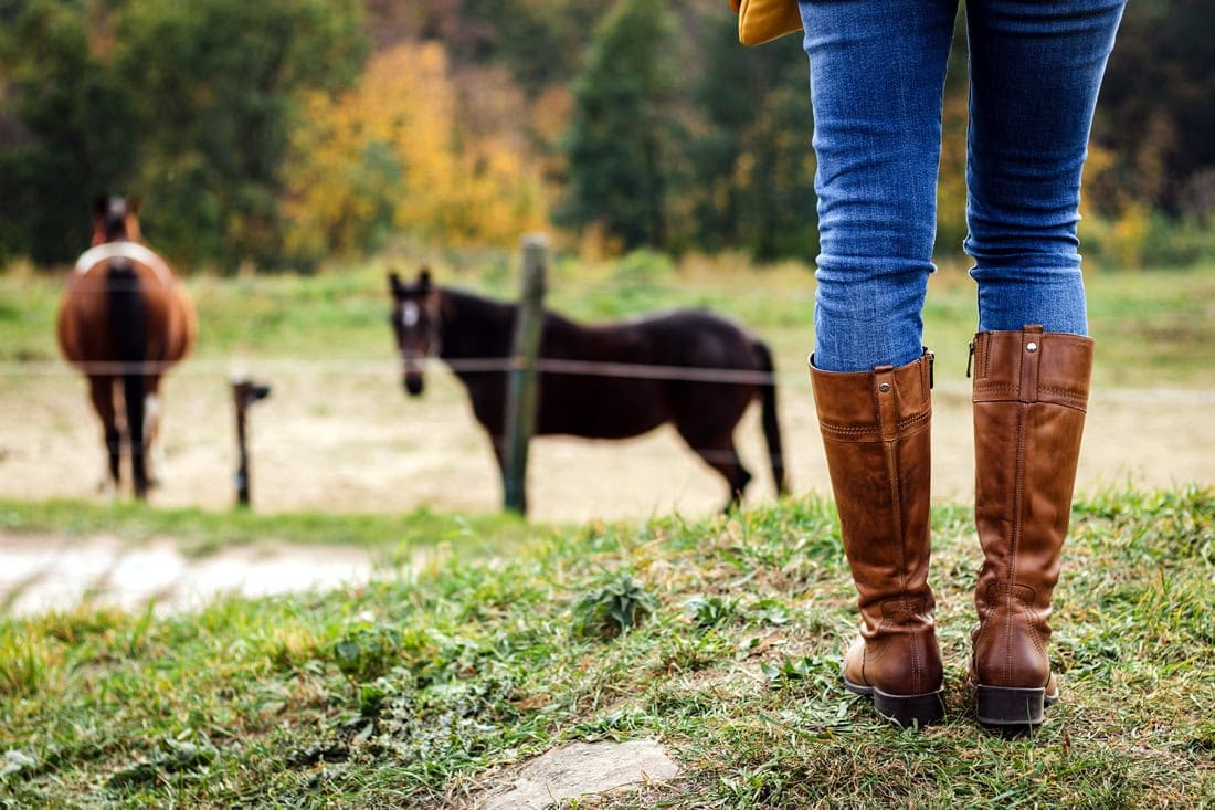 Horse Welfare Regulations & Guidelines – [Global Database]