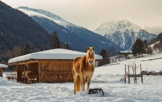 Shelter for Horses