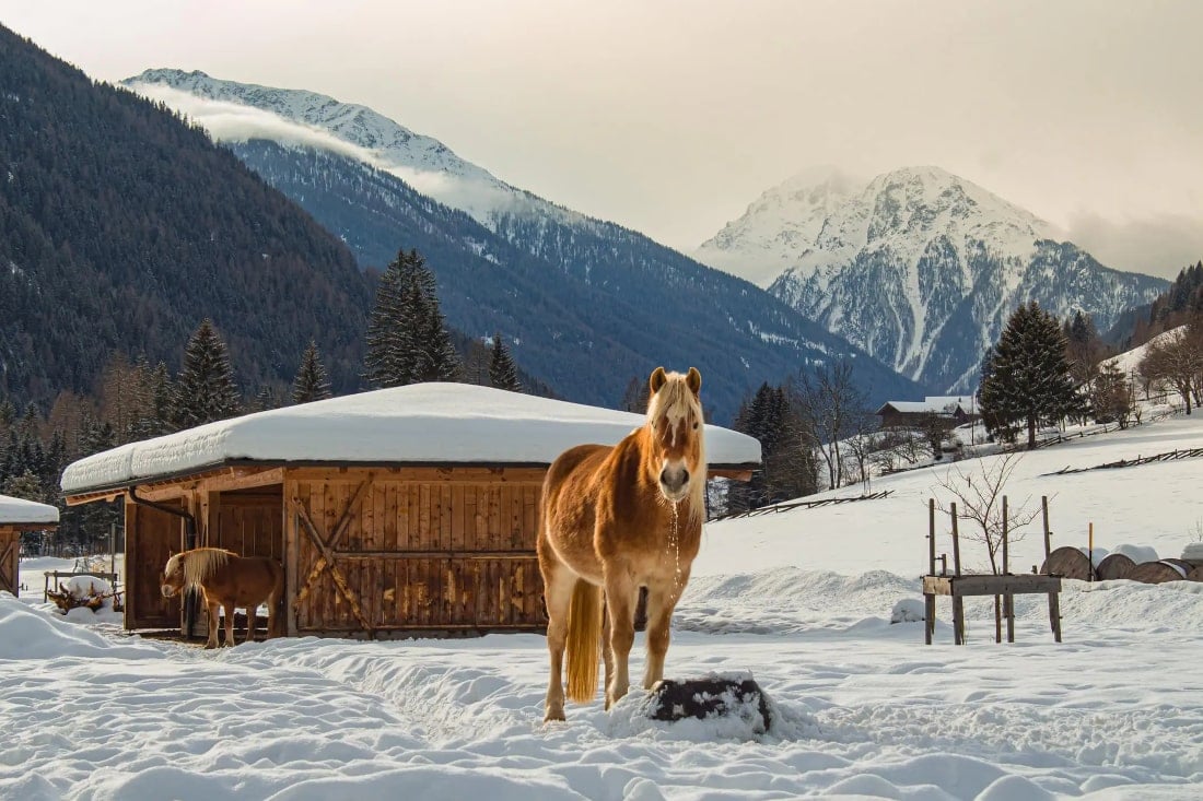 Guide to Shelter for Horses: Design of Sheds and Stalls