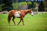 Overo Lethal White Syndrome (OLWS) in Horses: Causes, Signs & Genetic Testing