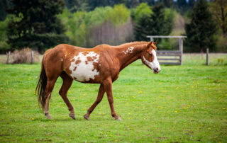 Overo Lethal White Syndrome in Horses