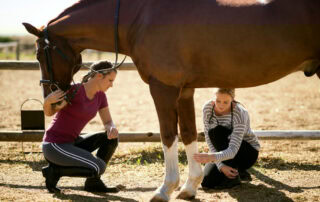 Platelet-Rich Plasma for Horses