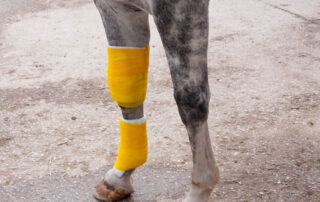Summer Sores in Horses