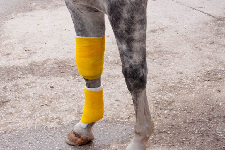 Summer Sores in Horses