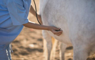 bloating in horses