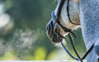 equine nebulizer