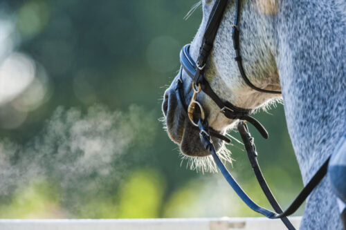 equine nebulizer