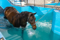 Equine Underwater Treadmills: Low-Impact Exercise for Performance & Rehabilitation